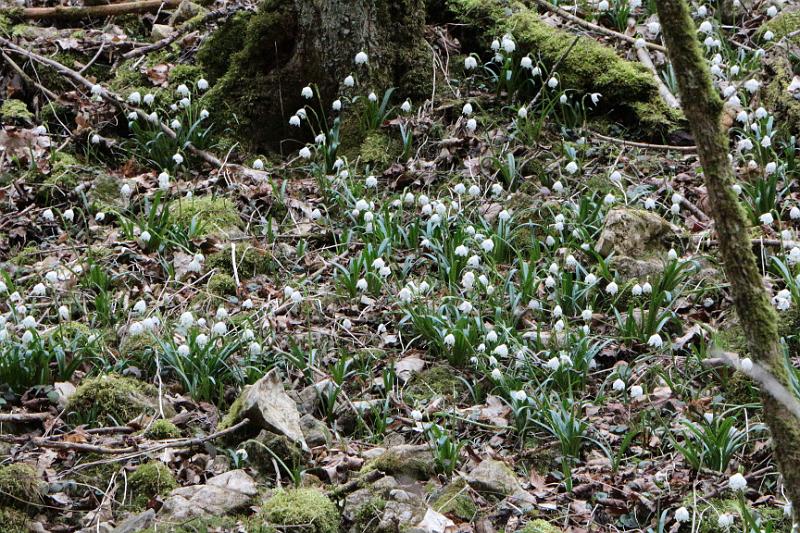 160313schatzberg (06).jpg - Und hier blühen sie schon, die Märzenbecher...